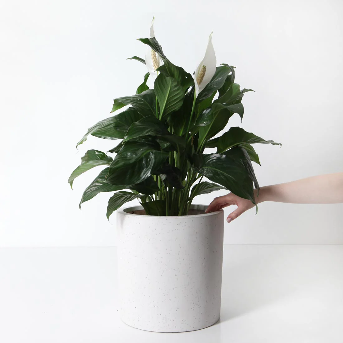 Bondi Plant Pot - White Terrazzo - Image 4